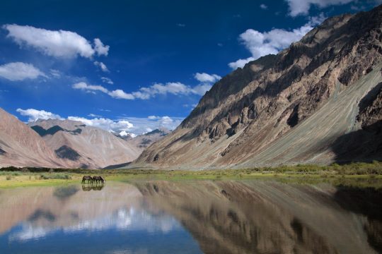 peace with 3 horses in Ladhak india